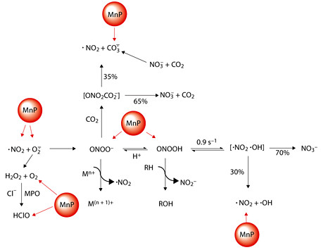 Fig. 6. The reactivity of MnPs towards reactive species is related to the electron deficiency of the metal site characterized by E1/2 (see fig. 3). The most potent Mn porphyrins have a very electron-deficient metal site and thus favor binding of electron-donating anionic species such as O2–·, ONOO–, CO3–·, ClO–, etc. Further due to the same fact they favor accepting electrons and being readily reduced with cellular reductants; in a subsequent step (while being oxidized from MnIIP to MnIIIP) MnIIP can reduce the reactive species. The cationic character allows them to approach the anionic deprotonated cysteines of signaling proteins and oxidize those while undergoing reduction. When oxidized to O = MnIVP4+ (with ONOO–, H2O2, ClO– or CO3–·), in a subsequent step they readily oxidize glutathione, ascorbate or uric acid and undergo reduction to MnIIIP whereby closing the catalytic cycle. Adapted from Batinic-Haberle et al. [7].