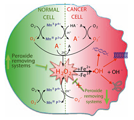 Fig. 8. Mn porphyrin redox cycling with ascorbate will cause differential effects in cancer and normal cells. Due to the high cellular levels of ascorbate, it is likely that cationic Mn(III) N-alkylpyridylporphyrins will be reduced with ascorbate to MnIIP within the cell, which will then act as a reductant, either reacting with O2–· or ONOO– or ClO– or H2O2 closing the catalytic cycle. Due to the abundance of oxygen relative to the levels of other species, MnIIP may prefer reducing O2 to O2–· which will eventually dismute to H2O2. The normal cell has the abundance of peroxide-removing enzymes, thus the contribution of Fenton chemistry leading to a deleterious –OH radical may be negligible [203,204,205,206,207,208,209,210,211]. Cancer cells are frequently deprived of H2O2-removing enzymes, thus excessive amounts of peroxide will be formed. In such a situation, coupling with ascorbate involves O2 or O2–· (catalytic in nature) and may produce pro-oxidative effects, and favor cancer cell death as opposed to normal, nontransformed cells [9,27,148].