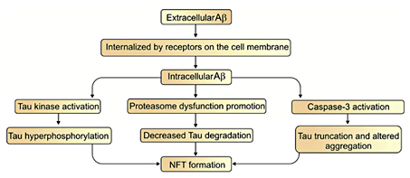 Fig. 2. Interrelationship between Aβ and NFT formation.