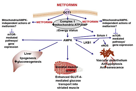Fig. 1. Putative cellular sites of action of metformin in the liver, striated muscle (skeletal) and vascular tissue. Metformin is a strong base with a pKa of 12.4. The expression of organic cation transporters like OCT1 is necessary for metformin absorption following oral administration as well entry into cells. Metformin can, at appropriate concentrations, inhibit mitochondria complex 1, reduce energy status and thereby lower the ATP/AMP ratio which, in turn, activates AMPK. AMPK, either directly or indirectly, inhibits liver gluconeogenesis and lipogenesis, facilitates glucose uptake into striated muscle (cardiac and skeletal) and adipose tissue (not shown). Metformin also protects the endothelium from hyperglycaemia-induced dysfunction, senescence and apoptosis. Metformin may mediate its effects indirectly on AMPK via the activation of LKB1, a serine-threonine kinase upstream of AMPK, and/or via the activation of the deacetylase Sirtuin 1, the protein product of the ‘longevity' gene SIRT1. Sirtuin 1-mediated deacetylation of eNOS enhances eNOS activity and protects endothelial cell function. An additional potential site of action for metformin is mTOR and its associated gene expression targets. Prototypically, mTOR is inhibited by AMPK, but, as depicted here, AMPK-independent mechanisms have also been described. Inhibition of mTOR may contribute to the anti-cancer activity of metformin; however, in vitro studies indicate that concentrations of metformin >1 mM are required to inhibit mTOR.