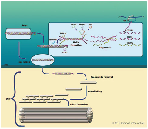 Fig. 1. Collagen type I biosynthesis. rER = Rough endoplasmic reticulum; Golgi = Golgi apparatus; PM = plasma membrane; ECM = extracellular matrix.