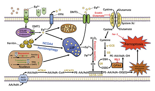 Fig. 1. Mechanisms of ferroptosis induction. The current mechanism of ferroptosis is mainly attributed to: (1) iron dyshomeostasis; (2) accumulation of lipid hydroperoxides and production of ROS; (3) depletion of glutathione and inactivation of GPX4.