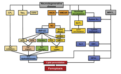 Fig. 2. Ferroptosis in neurodegenerative diseases. In NDD, ceruloplasmin (CP) content decreases, Tau activity decreases, NO synthesis increases, glutamate accumulates, and NRF2 expression decreases, through different mechanisms. Fe2+ oxidation, export, and storage decrease, and intake increases, resulting in the accumulation of Fe2+. At the same time, the activity of binding GPX4 decreases, which eventually leads to the accumulation of lipid peroxides and ferroptosis.