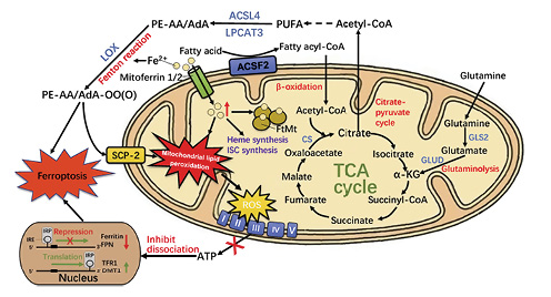 Fig. 3. Mitochondria are involved in ferroptosis. Mitochondria provide specific lipid precursors necessary for ferroptosis through fatty acid metabolism and glutaminolysis and participate in the regulation of cellular iron homeostasis. Lipid peroxides produced in vitro by mitochondria can cause mitochondrial lipid peroxidation and mitochondrial damage through the spread of oxidative stress, and eventually lead to the occurrence and development of ferroptosis.