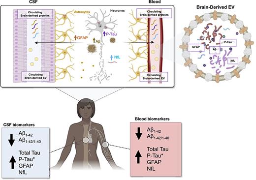 Brain secretome: a promising diagnostic tool for AD. This illustration depicts the various proteins increased (arrow up) and decreased (arrow down) in the brain of an Alzheimer’s patient, which are secreted into biofluids such as cerebrospinal fluid (CSF) and blood in free form (circulating brain-derived protein) or in EVs (circulating brain-derived EV).* for p-tau include p-tau181, p-tau199, p-tau202, p-tau205, p-tau217, p-tau231, and p-tau396.