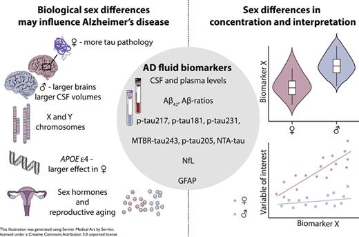 Biological sex differences may influence AD and result in sex differences in the concentration and interpretation of AD fluid biomarkers. Sex differences may manifest as differences in absolute biomarker concentration or sex-specific associations with variables of interest such as brain atrophy and disease progression. Aβ, amyloid-β; AD, Alzheimer’s disease; APOE, apolipoprotein E; CSF, cerebrospinal fluid; GFAP, glial fibrillary acidic protein; MTBR-tau, microtubule-binding region tau; NfL, neurofilament light; NTA-tau, N-terminal-associated tau; p-tau, phosphorylated tau.