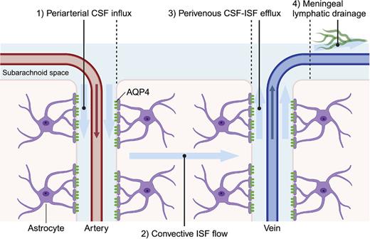 Current model of the glymphatic system. CSF, cerebrospinal fluid; ISF, interstitial fluid; AQP4, aquaporin-4. Created with BioRender.com.