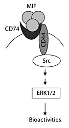 MIF signaling pathways. MIF binds to CD74 that recruits CD44 to form the receptor complex with resultant activation of Src-family kinase and the downstream ERK1/2 MAP kinase signaling pathway.
