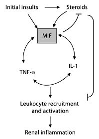 Role of MIF in the inflammatory cascade. MIF, an upstream mediator of inflammatory cascade, is rapidly released from intracellular pools in response to renal injury and steroids. Once released, MIF initiates the inflammatory cascade by inducing pro-inflammatory cytokines including IL-1 and TNF-α which in turn further stimulate MIF production. MIF also antagonizes the anti-inflammatory or immunosuppressive effects of glucocorticoids to promote ongoing renal inflammation and immune responses.