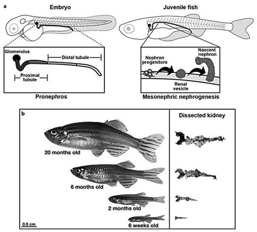 Kidney Regeneration in Fish | Nephron Experimental Nephrology | Karger ...