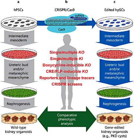 Fig. 1. Studying kidney disease and development using genome and tissue engineering in human pluripotent stem cells. a Human pluripotent stem cells (hPSCs, grey), including hESCs and human-induced pluripotent stem cells (hiPSCs), can be differentiated towards kidney organoids using small molecules and soluble factors mimicking the signals triggering kidney development in vivo. hPSCs are first directed to intermediate mesoderm (IM, red), the embryonic lineage giving rise to both ureteric bud (UB, green) and metanephric mesenchyme (MM, green) progenitors. Depending on the protocol, UB and/or MM are then induced using different combinations of molecules. Kidney organoids (red, orange and yellow clusters) are obtained either by co-culturing UB and/or MM progenitors with mouse embryonic kidney progenitors or spinal cords. Alternatively, 100% hPSC-derived kidney organoids can now be obtained from in vitro-differentiated MM or a mixture of in vitro-differentiated MM and UB progenitors. b Genome engineering can be efficiently achieved in hPSCs using CRISPR/Cas9, which is composed by a nuclease Cas9 (blue) and a small guide (sg) RNA (red and purple) determining binding specificity trough Watson-Crick base pairing (red sequence) to its genomic target (black sequence). This approach allows introducing any modification useful for disease modelling and developmental studies in hPSCs including, single and multiple knockout (KO) or knockin (KI) mutations; creation of doxycycline-, CRE- or FLP-inducible KO lines; reporters and lineage tracer lines; and performing genetic screens using Cas9 and pooled sgRNA libraries. c The resulting engineered hPSCs (blue) can be used to study the function of developmentally or therapeutically relevant genes at each step of the differentiation towards kidney organoids and in more differentiated kidney cell types present in mature organoids.