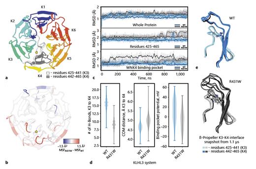 Fig. 2. MD simulations of the WT and p.Arg431Trp (R431W) KLHL3 Kelch domains. a Top-down view of Kelch domain (PDBID: 4CH9), colored by β-propeller blades (K1–K6). Mutation site indicated by yellow star, and region of interest colored gray (residues 425–465), and the WNK4 peptide (not included in the simulations) transparent and colored in gray. b Difference in the MSFs of the Kelch domain mapped on the protein backbone. Mutation site indicated by a yellow star. Red color indicates more dynamic (less stable) parts of the protein. c RMSD of the whole protein (top), residues 425–465 (middle), and the WNK4-binding pocket (bottom) from the crystal structure for three independent simulation replicas (bold lines, running averages). d Violin plots of h-bonds (left) and COM distance (middle) between K3 (residues 425–441) and K4 (442–465) β-propeller blades and binding-pocket electrostatics (right). e Structural overlay of the K3–K4 interface from the final frame (1.1 μs) of each replica (WT, blue; R431W, gray) with the experimental/initial models (black). Protein backbone displayed as cartoon, with residue 431 displayed as sticks. MSF, mean square fluctuation.