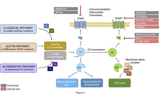 The Complement C3a and C5a Signaling in Renal Diseases: A Bridge ...
