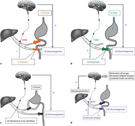 Fig. 1. Mechanisms underlying the regulation of intestinal gluconeogenesis (IGN) and its central and metabolic effects. a The ingestion of dietary protein (1) is followed by the appearance in the portal vein of peptides that antagonize MOR present in the portal vein nerves (2), which sends a signal to the brain. In response, IGN is activated (3). b Following the ingestion of dietary soluble fiber (1), SCFAs are produced from microbiotal fermentation in the distal gut. Propionate released in the portal vein activates FFAR3 present in the portal nerves (2), which sends a signal to the brain. IGN is activated in response to this signal (3). c After gastric bypass surgery, nutrients released directly in the distal gut activate IGN by a mechanism dependent on the integrity of the portal vein nerve that remains to be identified. d On activation of gluconeogenesis (3), glucose released into the portal vein binds to and activates SGLT3 (4), signaling to the brain regions controlling energy homeostasis, including the hypothalamus. The metabolic benefits are multiple: inhibition of hepatic glucose production, decreased hunger, decreased adipose storage, increased insulin sensitivity (particularly at the level of hepatic glucose production).