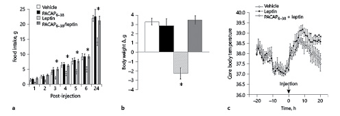 Fig. 1. In the VMN, antagonizing PAC1 receptors blocks leptin-induced hypophagia, weight loss, and thermogenesis. a Bilateral VMN-leptin (0.025 µg/0.25 µL/side) significantly suppressed feeding behavior, which was blocked by pretreatment with PACAP6–38 (500 pmol/0.25 µL/side). b A similar pattern of data was observed in body weight change 24 h post-microinjection. c Leptin bilaterally microinjected into the VMN significantly stimulated thermogenesis for up to 20 h compared to vehicle and PACAP6–38-pretreated animals. Data are presented as mean ± SEM. * p < 0.05.