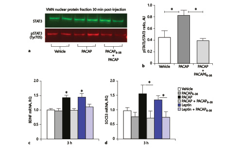 Fig. 3. PACAP mimics molecular actions of leptin in the VMN. Western blot image (a) and its graphical representation (b) from VMN punches 30 min post-PACAP treatment (50 pmol/0.25 µL/side) show significant PACAP-induced stimulation of phosphorylated STAT3 (pSTAT3) compared to vehicle. Pretreatment with PACAP6–38 (500 pmol/0.25 µL/side) reversed PACAP-induced STAT3 phosphorylation. In VMN punches, BDNF (c) and SOCS3 mRNA (d) were elevated following microinjection of PACAP or leptin. These increases were blocked with pretreatment with PACAP6–38. RQ, relative quantification. Data are presented as mean ± SEM. * p < 0.05.
