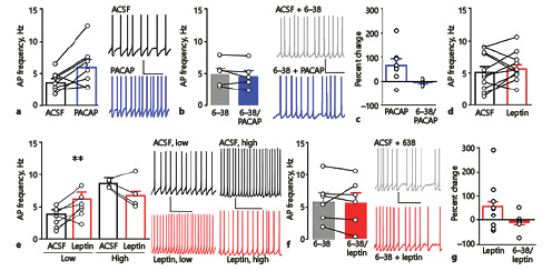 Fig. 4. Ex vivo slice electrophysiology was used to determine the role of PAC1R signaling on action potential (AP) frequency in the VMN. n = number of cells and N = number of rats per group. a Application of 100 nM PACAP (blue) in slices increases AP firing of neurons in the VMN (n = 8, N = 5) compared to baseline firing in ACSF (black). Representative trace of VMN AP firing (right) during bath application of ACSF (top) and following bath application of PACAP (bottom). * p < 0.05, PACAP compared to ACSF. b Prior and concomitant application of PACAP6–38 (6–38, gray filled) blocked the effects on AP firing induced by PACAP (6–38/PACAP, blue filled) (n = 6, N = 3). Representative traces of AP firing in the presence of PACAP6–38 (ACSF + 6–38, top) and PACAP6–38 + PACAP (6–38 + PACAP, bottom). c Percent change of firing produced by PACAP in the presence of ACSF (data from a) and in the presence of PACAP6–38 (data from b). d Application of 100 nM leptin (red) did not alter overall AP firing compared to baseline ACSF (n = 11, N = 5). e Cells exhibiting a baseline AP frequency below the overall mean (low) showed a significant increase in firing (left), whereas VMN cells showing a baseline AP frequency above the mean (high) showed a trend towards reduced firing (right). Representative traces (right) from low and high cells in ACSF (top, black) and leptin (bottom, red). ** p < 0.01, leptin compared to ACSF. f Bath application of PACAP6–38 blocked the effects on AP firing induced by leptin (n = 6, N = 4). Representative traces of AP firing in PACAP6–38 + ACSF (top, gray filled) and PACAP6–38 + leptin (bottom, red filled). g Percent change of firing produced by leptin in the presence of ACSF (data from d) and in the presence of PACAP6–38 (data from f).