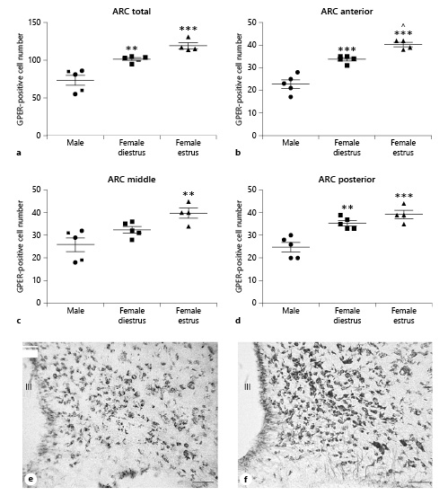 Number of GPER-immunoreactive cells in the arcuate nucleus (ARC) of male (n = 5), diestrous female (n = 5), and estrous female (n = 4) rats. a ARC as a whole. b Anterior portion of the ARC. c Middle portion of the ARC. d Posterior portion of the ARC. Data are presented as mean ± SEM. **,***Significant differences (**p < 0.01, ***p < 0.001) versus male values. ^Significant difference (p < 0.05) versus females in diestrus. e Representative microphotograph of GPER immunoreactivity in the ARC of a male rat. f Representative microphotograph of GPER immunoreactivity in the ARC of a female rat in estrus. Scale bar, 100 µm. GPER, G protein-coupled estrogen receptor 1; III, third ventricle.
