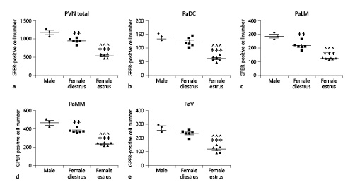 Number of GPER-immunoreactive cells in the paraventricular nucleus (PVN) of male (n = 3), diestrous female (n = 4), and estrous female (n = 4) rats. a PVN as a whole. b PaDC. c PaLM. d PaMM. e PaV. Data are presented as mean ± SEM. **,***Significant differences (**p < 0.01, ***p < 0.001) versus male values. ^^^Significant differences (p < 0.001) versus females in diestrus. GPER, G protein-coupled estrogen receptor 1; PaDC, paraventricular dorsal cap; PaLM, paraventricular lateral magnocellular subdivision; PaMM, paraventricular medial magnocellular subdivision; PaV, paraventricular parvocellular subdivision.