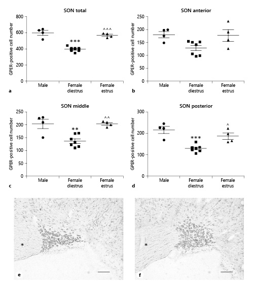 Number of GPER-immunoreactive cells in the supraoptic nucleus (SON) of male (n = 4), diestrous female (n = 7), and estrous female (n = 4) rats. a SON as a whole. b Anterior portion of the SON. c Middle portion of the SON. d Posterior portion of the SON. Data are presented as mean ± SEM. **,***Significant differences (**p < 0.01, ***p < 0.001) versus male values. ^,^^,^^^Significant differences (^p < 0.05, ^^p < 0.01, ^^^p < 0.001) versus females in diestrus. e Representative microphotograph of GPER immunoreactivity in the SON of a male rat. f Representative microphotograph of GPER immunoreactivity in the SON of a female rat in estrus. Asterisks denote optic chiasma. Scale bars, 100 µm. GPER, G protein-coupled estrogen receptor 1.
