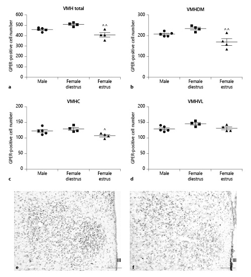 Number of GPER-immunoreactive cells in the ventromedial hypothalamic nucleus (VMH) of male (n = 5), diestrous female (n = 4), and estrous female (n = 4) rats. a Number of GPER-immunoreactive cells in the whole VMH. b Number of GPER-immunoreactive cells in the dorsomedial portion (VMHDM) of the VMH. c Number of GPER-immunoreactive cells in the central portion (VMHC) of the VMH. d Number of GPER-immunoreactive cells in the ventrolateral portion (VMHVL) of the VMH. Data are presented as mean ± SEM. ^,^^Significant differences (^p < 0.05, ^^p < 0.01) versus females in diestrus. e Representative microphotograph of GPER immunoreactivity in the VMH of a male rat. f Representative microphotograph of GPER immunoreactivity in the VMH of a female rat in estrus. Scale bars, 100 µm. GPER, G protein-coupled estrogen receptor 1; III, third ventricle.