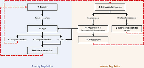 Overview of homeostatic control of water and volume balance. AVP, arginine vasopressin; ANP, atrial natriuretic peptide; BNP, brain natriuretic peptide. Red lines represent negative feedback loops.