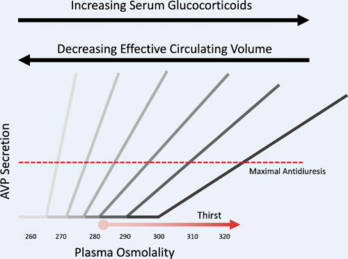 Response of AVP to plasma osmolarity. The osmolality that AVP begins to be released, and the gain (slope) of the curve, is altered by the circulating glucocorticoid level and the effective circulatory volume. AVP, arginine vasopressin.