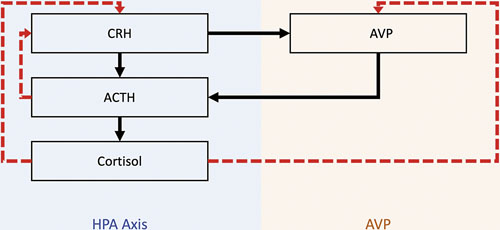 Interplay of the hypothalamic-pituitary-adrenal axis and AVP secretion. CRH is an AVP secretagogue, while AVP and CRH both induce release of ACTH. Cortisol has negative feedback with the HPA axis at both the hypothalamus (CRH) and pituitary (ACTH) level and also reduces secretion of AVP. Black arrows represent secretagogue effect, while red arrows represent inhibitory negative feedback loops. CRH, corticotropin-releasing hormone; ACTH, adrenocorticotropin; AVP, arginine vasopressin.