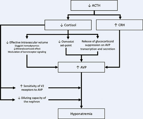 Interplay of the hypothalamic-pituitary-adrenal axis and water balance. ACTH deficiency induces a cascade of events than culminates in hyponatremia, both through AVP-dependent and direct renal mechanisms. CRH, corticotropin-releasing hormone; ACTH, adrenocorticotropin; AVP, arginine vasopressin.