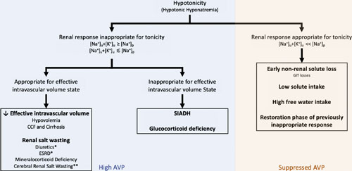 Diagnostic approach to hyponatremia. Hyponatremia can be classified by the renal response to plasma tonicity. Urinary tonicity is proportional to the sum of the concentrations of urinary sodium [(Na+)u] and potassium [(K+)u]. When urinary tonicity is greater than plasma tonicity (proportional to plasma sodium [(Na+)p]), the kidneys retain free water, which is an “inappropriate” response. In the setting of hyponatremia, these AVP levels may be “appropriate” if the effective volume state is inadequate or may be “inappropriate” to both the volume state and the tonicity (SIADH or glucocorticoid deficiency). AVP levels should suppress completely in the setting of hyponatremia, and thus a urinary tonicity that is slightly less than serum tonicity is still grossly abnormal and suggests renal free water retention. When urinary tonicity is far less than serum tonicity, aquaresis occurs, and AVP levels are low. In the setting of hyponatremia, suppressed AVP is physiological, and the cause of hyponatremia is nonrenal. The caveat is a renally driven process (e.g., SIADH) that resolves prior to testing, and only the restorative phase is captured biochemically. Reproduced and modified by permission from the Copyright Clearance Center: Springer Nature, Neurosurgical Review, Hyponatraemia and hypernatraemia: disorders of water balance in neurosurgery, Castle-Kirszbaum M, Kyi M, Wright C, Goldschlager T, Danks RA, Parkin G, 2021 Springer Nature Switzerlands AG. * = in the setting of diuretics and ESRD, AVP levels may be appropriately suppressed, but urinary diluting capacity is impaired. ** = cerebral renal salt wasting is a contentious diagnosis that cannot be reliably differentiated from severe SIADH. CCF, congestive cardiac failure; ESRD, end-stage renal disease; SIADH, syndrome of inappropriate antidiuresis; GIT, gastrointestinal tract.