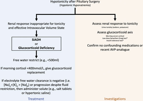 Management of hyponatremia after pituitary surgery. After confirming true hyponatremia (using direct ion-sensitive electrode testing) and true hypotonicity (absence of translational hyponatremia), investigation and treatment of hyponatremia occur in parallel. Most causes of delayed symptomatic hyponatremia after pituitary surgery are due to SIADH or glucocorticoid deficiency, which are identical biochemically. Glucocorticoid should be confirmed to be replete and replaced if there is clinical or biochemical concern of insufficiency. Fluid restriction is the first-line therapy but should be guided by the urinary tonicity (or equivalently, the EFWC). If the urinary tonicity significantly exceeds plasma tonicity, then free water restriction in isolation will fail to improve to hyponatremia, and exogenous solute should be administered. In parallel, the glucocorticoid axis should be investigated. * = not well validated. EFWC, effective free water clearance.