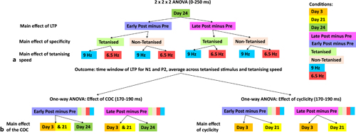 Evoked potential analysis pipeline. The analysis pipeline from the initial ANOVA that determines the follow-on analyses (one-way ANOVAs) that test each hypothesis. a An effect of the combined oral contraceptive (COC) on long-term potentiation (LTP) compared to the HFI. b An effect of cyclicity while on COC.