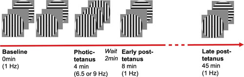 Diagram illustrating the timing and structure of conditions for the visual LTP task. Adapted from Sumner, McMillan [40].