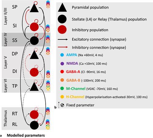 a, b Six-cell thalamocortical model architecture and connectivity parameters. Cortical populations include layer II/II with superficial pyramidal (sp), and superficial inhibitory interneuron (si) input. Layer IV has ss input and is also the source of thalamic rl input as well as sp input. Layer V is populated by deep pyramidal (dp) and deep inhibitory interneuron (di) input. Layer VI is populated with the thalamic pyramidal (TP) cells, the source of rl input also. The model also parameterises the decay constant of AMPA, NMDA, GABA-A, GABA-B, and M and H channels. The checkered/dashed parameters were fixed, and the solid parameters were allowed to vary with task effects.