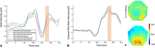 Raw VEPs on day 24, used to test for the effect of LTP. a N1 shown at representative electrode (P7). b P2 is shown at representative electrode (POz). The time window selected for subsequent analyses is shaded in orange. c Topography of early post-tetanus minus pre-tetanus localising the effect of tetanising speed on visual LTP to the bilateral P1.