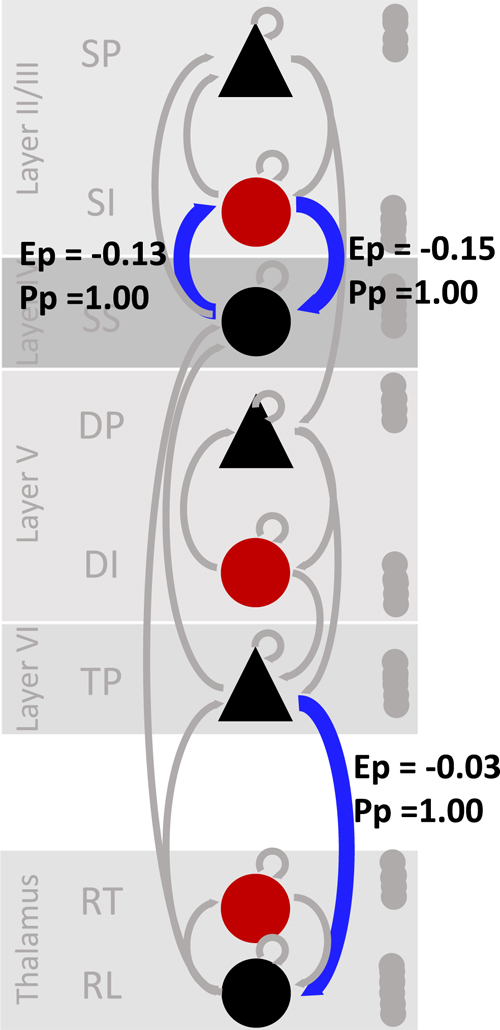 Modulation of parameters for visual LTP, day 3 versus day 21. Parametric empirical Bayes (PEB) results demonstrating reduced changes to ss > si, si > ss, and tp > rl connectivity in the linear model of visual LTP on day 21 compared to day 3.