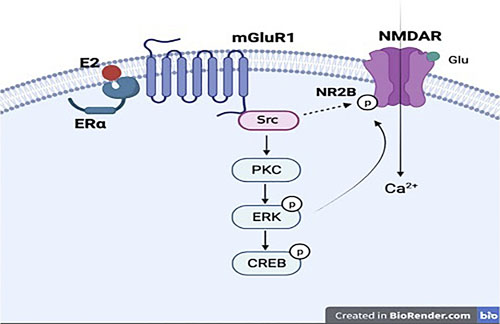 Reproduced from Cheng et al. [8] under Creative Commons Attribution 4.0 International license. Interaction of estrogen and NMDA receptor with mGluR1 and signaling molecules. General description of the proposed mechanism of how estrogen (represented here by the red dot) activates mGluR1 through mERα and leads to activation of NMDA receptor by Src and other second messenger signaling cascades (created with BioRender.com) [8].