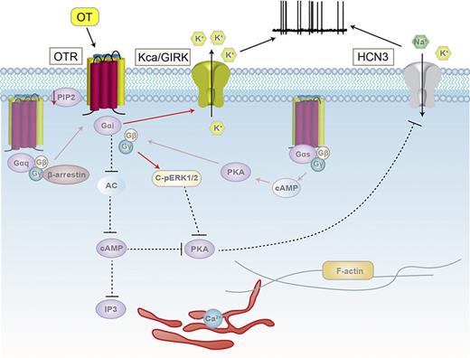 Dual Oxytocin Receptor-G Protein Signaling in the Autoregulation of ...