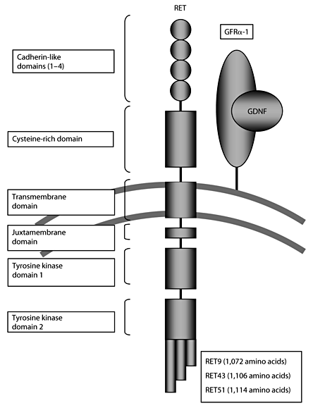 Schematic drawing of the RET protein with the 4 extracellular cadherin-like domains, the cysteine-rich domain, intracellular juxtamembrane domain and the intracellular tyrosine kinase domains. Three alternatively spliced forms, RET9, 43 and 51, are shown.