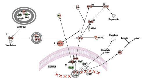 Fig. 6. Coordination of the hypoxia response by HIF1A, MALAT1, and RICTOR. (i) In the presence of oxygen, prolyl hydroxylase (PHD) posttranslationally modifies HIF-1α, allowing it to interact with E3 ubiquitin ligase, leading to proteasomal degradation. (ii) Under hypoxic conditions, MALAT1 prevents the ubiquitination of HIF-1α, leading to HIF-1α accumulation and translocation to the nucleus, where it (iii) regulates the transcription of hypoxia-induced genes. (iv) HIF-1α mRNA translation is controlled by mTOR signaling pathways. The upregulated genes in our analysis are shown in red, while the downregulated genes are shown in green.