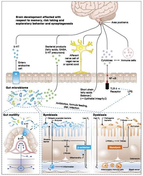 Fig. 1. Schematic overview of the role of microbiota in brain development and functioning and in NEC, and summary of the effects of the gut microbiota on brain, gut motility and inflammation. The gut microbiota are highly metabolically active. Bacterial metabolites have multiple effects on the gut and brain development, and function by different pathways, including the circulation and vagal nerve (top panel). In NEC, LPS-containing microbes can inflame the brain by TLR4-induced cytokine release. SCFAs, produced by microbial processes, are of importance in maintaining gut barrier functioning, and may have a direct effect on brain functioning. Recently, it was recognized that the gut microbiota produced metabolites that signal to colonic enterochromaffin cells (ECs). ECs increase serotonin (5-HT) biosynthesis, resulting in the secretion of 5-HT into the lumen and basolaterally (lower left panel). This increases the stimulation of myenteric neurons, resulting in gut motility. Besides, microbes can play a direct role in the production different neurotransmitters, such as GABA and 5-HT. In a symbiotic condition, the gut microbiota is mainly comprised of obligate anaerobic bacteria. The gut microbiota regulate hemostasis of the intestinal epithelial cells (lower right hand panels). In a normal, symbiotic situation the intestinal lumen is kept hypoxic by beta-oxidation, maintaining the growth of anaerobic bacteria partially by the activity of nitric oxide synthase (NOS) 2. The SCFA butyrate is a key microbial metabolite since it is detected by the intracellular peroxisome proliferator-activated receptor-γ (PPAR-γ), which activates beta-oxidation in macrophages. After treatment with antibiotics or other environmental factors which may provoke the dominance of pathogenic bacteria (dysbiosis), the metabolism changes to glycolysis, which favors proliferation of pathogenic bacteria. The gut immune system is in balance/not activated in a symbiotic situation. However, dysbiosis (upper and lower panels) results in a systemic inflammatory response that can be overwhelming, resulting in NEC.