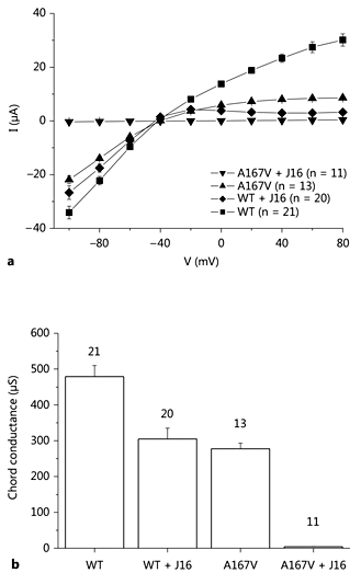 Fig. 3. a Averaged current/voltage curves obtained in Xenopus oocytes expressing WT and KCNJ10 A167V (1 ng) with and without KCNJ16 (3 ng) in the same batch of oocytes. Again, altered rectification for WT and almost complete loss of current for KCNJ10 A167V upon co-expression with KCNJ16 was observed. b Analysis of the chord conductance between -100 and 0 mV. Conductances as a percentage of WT KCNJ10 alone: KCNJ10/KCNJ16, 64%; KCNJ10 A167V alone, 58%; KCNJ10 A167V/KCNJ16, 0.8%.