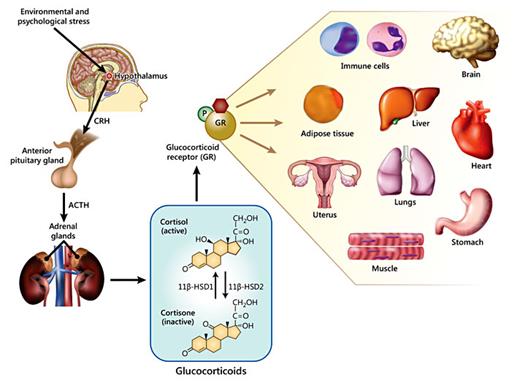 Fig. 1. Regulation of glucocorticoid secretion in response to stress by the hypothalamic-pituitary-adrenal axis. Upon exposure to environmental or psychological stress the hypothalamus is stimulated to release corticotropin-releasing hormone (CRH). CRH then stimulates the anterior pituitary gland to secrete ACTH. In turn, ACTH targets the cortex of the adrenal glands to release cortisol into the bloodstream. Once in circulation, cortisol can be converted to the inactive form, cortisone, by 11β-hydroxysteroid dehydrogenase type 2. Conversely, 11β-hydroxysteroid dehydrogenase type 1 converts cortisone to cortisol. Glucocorticoids exert their effects by binding to their receptor, the GR. GR is expressed in virtually all cell types and tissues. Thus, GR signaling plays an important role in the modulation of a large number of biological functions in immune cells and in several organs and tissues, including the brain, liver, heart, lungs, adipose tissue, reproductive system, stomach and muscle.