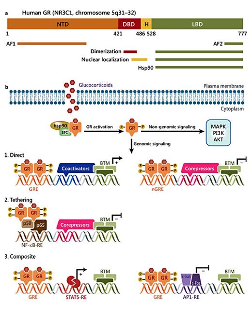 Fig. 2. Schematic representation of the GR structure and signaling pathways. a GR domains and regions involved in transactivation (AF1 and AF2), dimerization, nuclear localization and Hsp90 binding. H = Hinge region. b GR can signal in a non-genomic manner by modulating the activity of several kinases, including MAPK, phosphoinositide 3-kinase (PI3K) and AKT. GR regulates gene expression by three mechanisms: (1) direct - activated GR binds to GREs or nGREs on the promoter or sequence of target genes; (2) tethering - GR tethers itself to other DNA-bound transcription factors; (3) composite - GR binds directly to a GRE and interacts with neighboring DNA-bound transcription factors. BTM = Basal transcription machinery; STAT = signal transducer and activator of transcription.