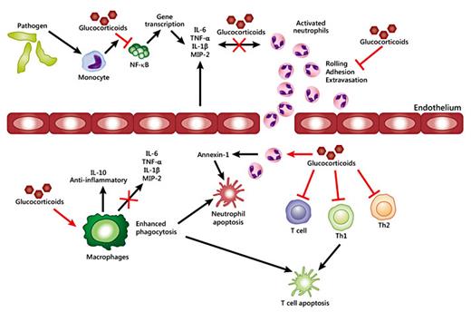 Fig. 3. Anti-inflammatory effects of glucocorticoids. Exposure to pathogens leads to a fast activation of the immune response. Glucocorticoids modulate the inflammatory response by repressing the expression of pro-inflammatory cytokines by immune cells. In addition, glucocorticoids can repress the expression of adhesion molecules, which prevents rolling, adhesion and extravasation of neutrophils to the site of inflammation. Glucocorticoids also induce the expression of annexin-1. Synthesis of annexin-1 promotes neutrophil detachment and apoptosis. Chronic exposure to glucocorticoids induces a switch in resident macrophages gene expression profile from pro- to anti-inflammatory, and increases macrophages phagocytic activity. Finally, glucocorticoids act on T cells by blocking Th1- and Th2-derived cytokine production and inducing cell death.