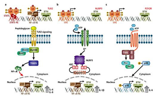Fig. 5. Glucocorticoid-mediated modulation of pro-inflammatory pathways. a GR can drive the expression of TLR2 by interacting with STAT5 and NF-κB. TLR2 recognizes the bacterial cell wall component peptidoglycan. Upon stimulation, MYD88 binds to the cytoplasmic portion of TLR2. This event leads to recruitment and activation of IRAK1, IRAK4 and TRAF6, ultimately leading to the downstream signaling activation of pro-inflammatory transcription factors which drives the expression of inflammatory cytokines, including IL-6 and IL-8. b, c Glucocorticoids regulate the expression of NLRP3 and P2Y2R by mechanisms that are not well understood. NLRP3 regulates the immune system response to injury or pathogens by sensitizing macrophages to extracellular ATP (danger signal) and inducing the synthesis of IL-1β. P2Y2R is a G-protein-coupled receptor that is activated in response to ATP, which stimulates the activation of PLC (phospholipase C) and PKC (protein kinase C), and the subsequent downstream signaling. Glucocorticoids can upregulate the expression of P2Y2R by enhancing the ATP-dependent activation of p38, which leads to the expression of the pro-inflammatory cytokine IL-6.