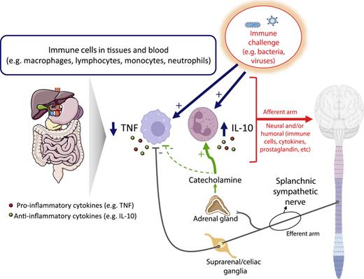 Diagram showing current concepts of the inflammatory reflex. In response to an immune challenge, leukocytes release inflammatory mediators. The immune system talks to the central nervous system through a neural and/or humoral sensory arm (in red). In response, the brain activates the splanchnic anti-inflammatory pathway. The adrenal glands release catecholamines in the bloodstream (in green), while sympathetic nerves release noradrenaline and other co-transmitters locally in the spleen and other abdominal organs. Systemic catecholamines are responsible for the enhancement of IL-10; local sympathetic nerves are primarily responsible for the inhibition of TNF. IL-10, interleukin 10; TNF, tumour necrosis factor α.