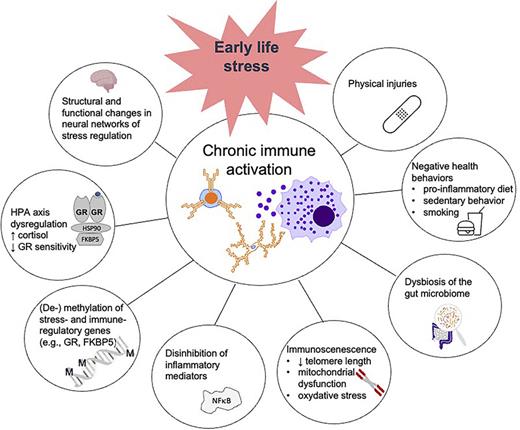 Pathways linking early life stress (ELS) to chronic immune activation. The depicted factors that have been described as consequences of ELS exposure are interconnected and operate synergistically to promote chronic immune activation in individuals exposed to ELS. HPA, hypothalamic-pituitary-adrenal axis; GR, glucocorticoid receptor.
