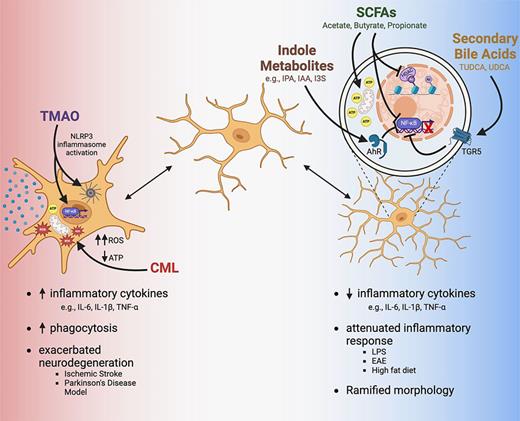 Bacterial-derived metabolites regulate microglia function. Short-chain fatty acids (SCFAs), produced from bacterial fermentation of dietary fiber, regulate microglia by inhibiting histone deacetylase (HDAC) activity and suppressing NF-κB signaling, while enhancing mitochondrial function. These effects collectively attenuate inflammatory responses. Similarly, indole metabolites (e.g., indole-3-propionic acid [IPA], indole-3-acetic acid [IAA], indoxyl-3-sulfate [I3S]), derived from bacterial tryptophan metabolism, activate the aryl hydrocarbon receptor (AhR), leading to NF-κB inhibition and reduced inflammatory cytokine expression. Bile acids produced by the host are further metabolized by gut bacteria to produce secondary bile acids such as ursodeoxycholic acid (UDCA) and its taurine conjugate tauroursodeoxycholic acid (TUDCA). These secondary bile acids attenuate inflammation through NF-κB inhibition downstream of binding to the TGR5 (GPBAR1) receptor. In contrast, trimethylamine N-oxide (TMAO), generated from bacterial metabolism of choline and l-carnitine followed by hepatic oxidation, promotes microglial inflammation via NLRP3 inflammasome and NF-κB pathways. Carboxymethyllysine (CML) disrupts mitochondrial function, increasing reactive oxygen species (ROS) production and reducing ATP levels, which promotes an inflammatory phenotype in microglia. Created in BioRender. Verosky, B. (2025) https://BioRender.com/o00s117.