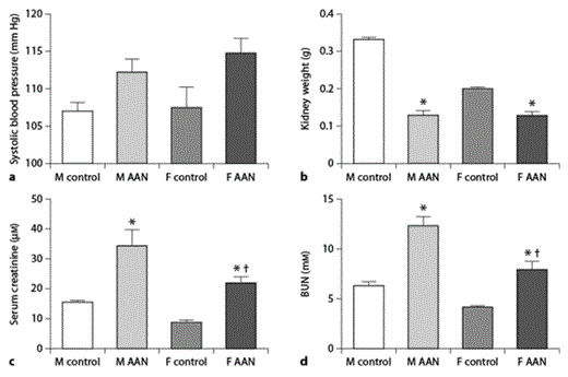 Fig. 4. Systolic blood pressure, kidney weight and function differences in male and female mice. Male (M) and female (F) mice were treated with 3 mg/kg of AAI for 6 weeks and then maintained for a further 6 weeks. Systolic blood pressure measurement was performed using a BP-2000 blood pressure analysis system (a). Kidneys were removed at termination and weighed (b). Kidney function was measured by serum creatinine (c) and BUN (d). Data represent mean ± SEM; n = 5 per group. * Indicates statistical significance compared to the control group. † Indicates statistical significance compared to male AAN mice.